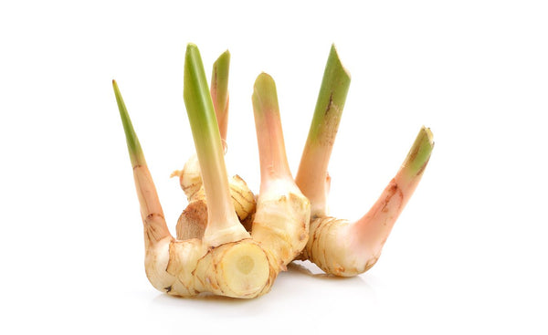 Galangal