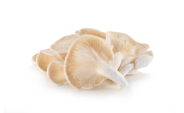 Oyster Mushrooms