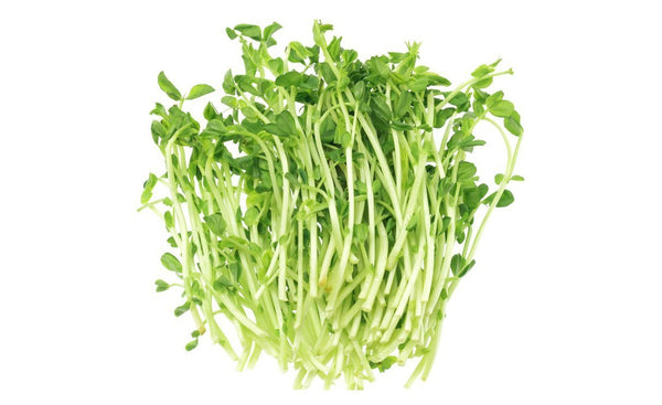 Snowpea Sprouts - Wholesome Kitchen